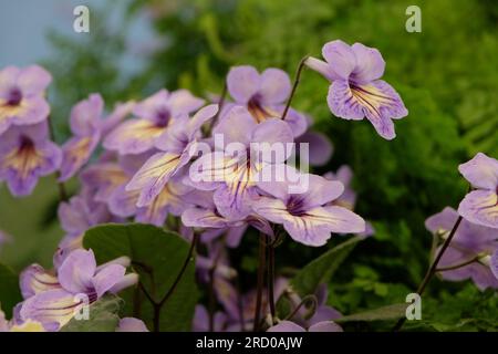 Streptocarpus, Cape primrose, 'Abigail' in flower. Stock Photo