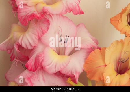 Close up of Blush Pink and Apricot coloured Gladioli flowers Stock Photo