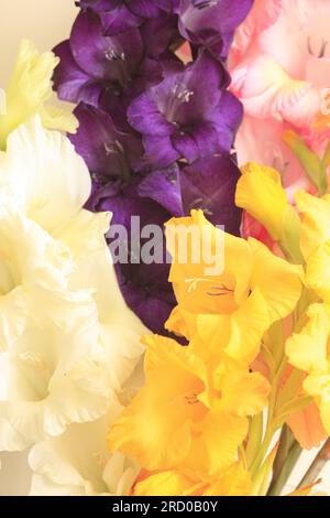 Close up of Gladioli flowers in early Summer Stock Photo
