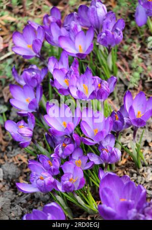 In nature, garden crocuses bloom in the flowerbed in spring Stock Photo
