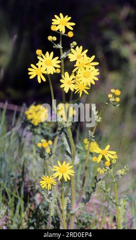 Senecio vernalis grows in the wild in spring Stock Photo