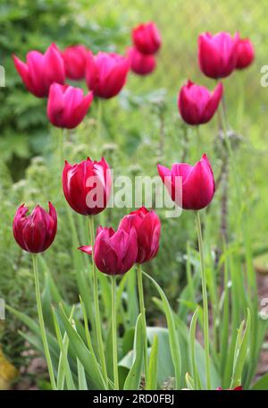 In spring, red tulips bloom on a flower bed in the garden Stock Photo