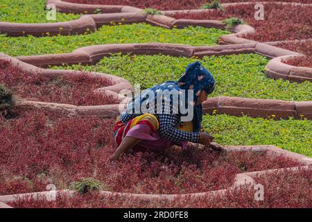 Agra, India — April 12, 2023. A long distance photo of a woman weeding a garden in Fort Agra, India. Stock Photo