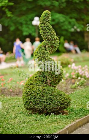 Spiral shape cutted thuja tree in the garden. The use of evergreen plants in landscape design. Thuja conifer trimmed in the form of a spiral Stock Photo