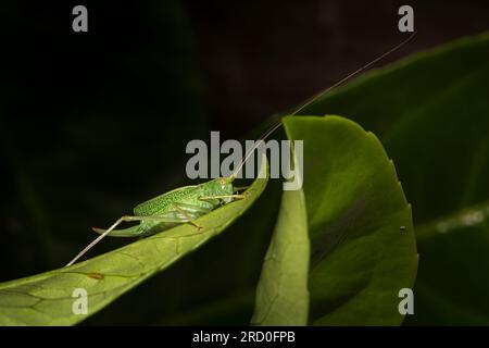 Macro close up of a female speckled bush-cricket (leptophyes punctatissima) isolated outdoors sitting on a leaf. UK insects in nature. Stock Photo