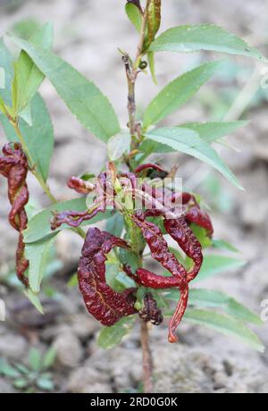 Curled peach leaves caused by the fungus Taphrina deformans Stock Photo