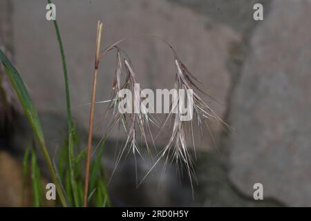 Bromus tectorum (Cheat grass) Stock Photo