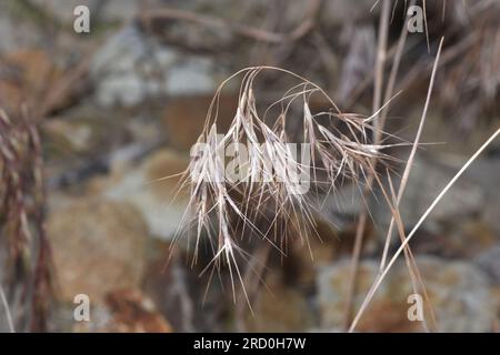 Bromus tectorum (Cheat grass) Stock Photo