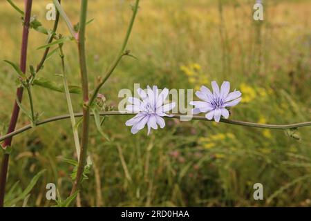 a branch of the wild chicory with beautiful blue flowers closeup and a soft green background Stock Photo