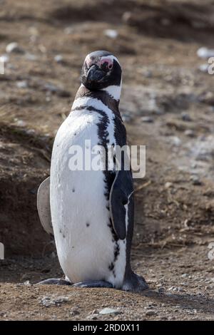 The Magellanic Penguin (Spheniscus magellanicus) Walking on Magdalena Island or Isla, Chilean National Monument Park. Strait of Magellan Punta Arenas Stock Photo