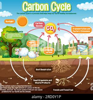 Carbon Cycle Diagram for Science Education illustration Stock Vector ...