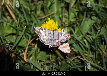 Common checkered-skippers or Pyrgus communis feeding on a dandelion flower at Green Valley Park in Payson, Arizona. Stock Photo