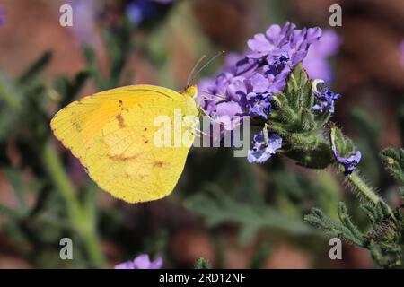 Sleepy orange or Abaeis nicippe feeding on mock vervain flowers at the Payson College trail in Arizona. Stock Photo