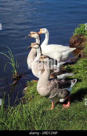 A gaggle of white-fronted geese (Anser albifrons) take off