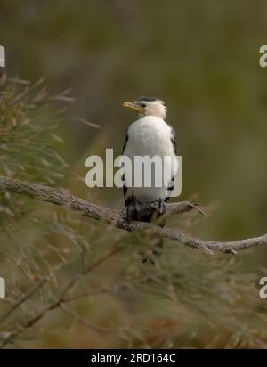 Little Pied Cormorant (Phalacrocorax melanoleucos) is distributed in Australia,New Zealand. It is the smallest and possibly the most common. Stock Photo