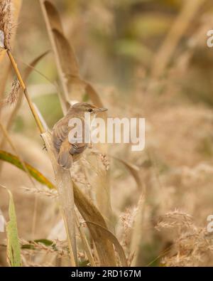 Australian Reed Warbler (Acrocephalus australis)  is an warbler in the genus Acrocephalus and is the only Acrocephalus species native to Australia. Stock Photo