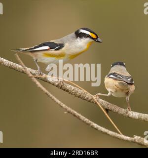 Striated Pardalote (Pardalotus striatus) Striated Pardalotes feed on insects and insect larvae in eucalypt trees. They nest in holes in the ground Stock Photo