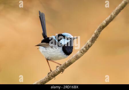 Superb Fairy-wren (Malurus cyaneus) perched on a branch, selective focus with an isolated back ground with copy space. Stock Photo