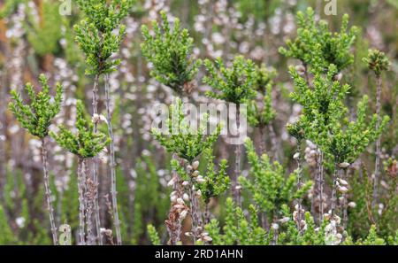 Erica vagans plants close up growing close up with daylight outdoor Stock Photo
