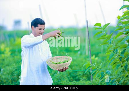 Happy Indian farmer, holding green chilli in hands Stock Photo - Alamy