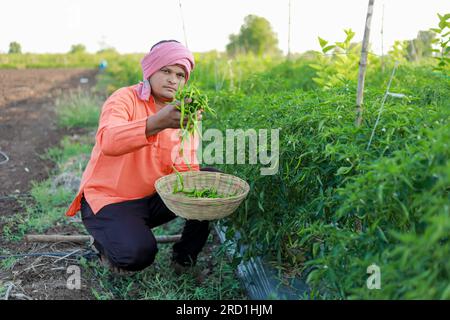 Happy Indian farmer, holding green chilli in hands Stock Photo