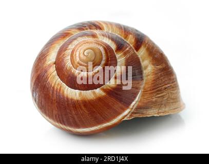 escargot snail isolated on white background Stock Photo