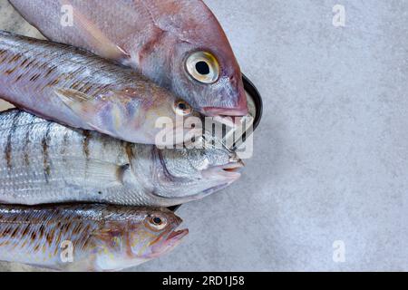 Uncooked common pandora fish , striped seabream and greeter weever on table,Mediterranean fish with delicate flesh , Stock Photo