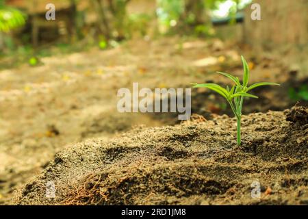 Green seedling growing from soil on nature background. Ecology concept. Stock Photo