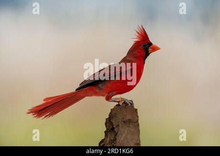 northern cardinal (Cardinalis cardinalis) photo's taken in my selfmade photobox, birds in captivity Stock Photo