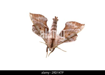 The walnut sphinx Amorpha juglandis moth on white background, Stock Photo