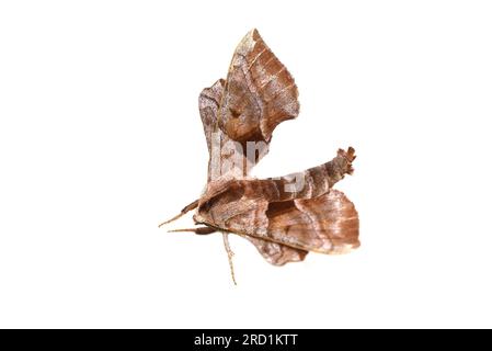 The walnut sphinx Amorpha juglandis moth on white background, Stock Photo