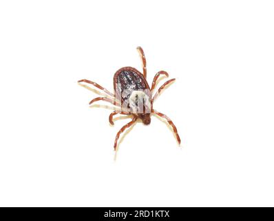 American dog tick Dermacentor variabilis  on white background Stock Photo