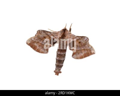 The walnut sphinx Amorpha juglandis moth on white background, Stock Photo