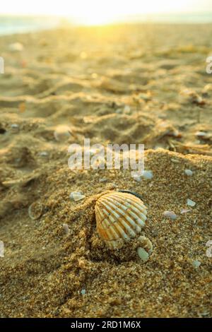 Seashells on the beach in the summer. Selective focus. Stock Photo