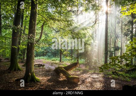 geography / travel, Germany, Hesse, Niedernhausen, ADDITIONAL-RIGHTS-CLEARANCE-INFO-NOT-AVAILABLE Stock Photo