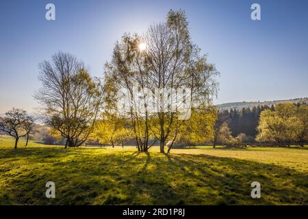 geography / travel, Germany, Hesse, Niedernhausen, spring morning in the Taunus Forest near Engenhahn, ADDITIONAL-RIGHTS-CLEARANCE-INFO-NOT-AVAILABLE Stock Photo