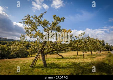 geography / travel, Germany, Hesse, Niedernhausen, ADDITIONAL-RIGHTS-CLEARANCE-INFO-NOT-AVAILABLE Stock Photo