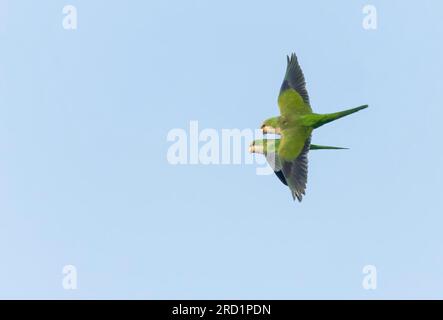 Monk parakeet (Myiopsitta monachus), also known as the Quaker parrot, in Spain. Introduced. Stock Photo
