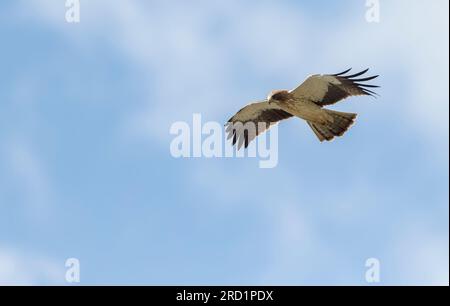 Light morph Booted Eagle (Hieraaetus pennatus) on migration over Spain. Stock Photo