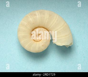 Spirula spirula, Spirulidae Stock Photo