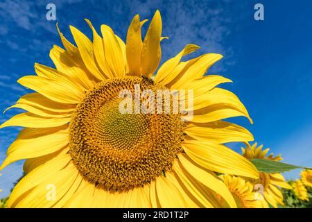 Vetschau, Germany. 18th July, 2023. A bee flies at a blooming sunflower in a field near Vetschau in southern Brandenburg. Bright and sunny weather awaits people in Berlin and Brandenburg. It will remain dry, as the German Weather Service (DWD) announced on Tuesday. Accordingly, light cloud fields move up during the day with maximum temperatures between 23 and 27 degrees. At night, only a few clouds can be seen in the sky. Temperatures will drop to values between 10 and 15 degrees. Credit: Frank Hammerschmidt/dpa/Alamy Live News Stock Photo