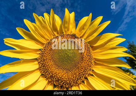 Vetschau, Germany. 18th July, 2023. A bee flies at a sunflower blooming in a field near Vetschau in southern Brandenburg. Credit: Frank Hammerschmidt/dpa/Alamy Live News Stock Photo