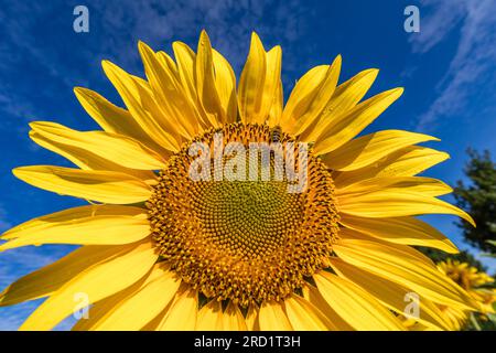 Vetschau, Germany. 18th July, 2023. A bee flies at a sunflower blooming in a field near Vetschau in southern Brandenburg. Credit: Frank Hammerschmidt/dpa/Alamy Live News Stock Photo