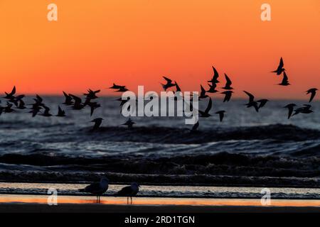 Flock of migrant Common Terns (Sterna hirundo) migrating in the evening over the North Sea beach at Katwijk, Netherlands. Photographed with after suns Stock Photo