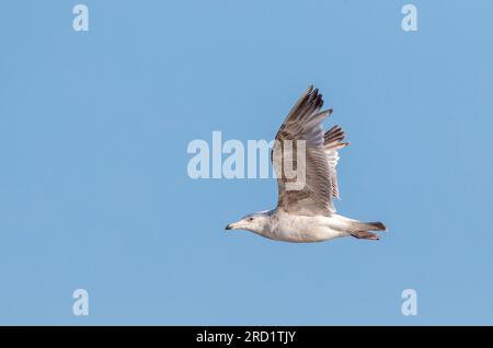 Second summer European Herring Gull (Larus argentatus) flying over the beach of Katwijk in the Netherlands, during early summer. Stock Photo