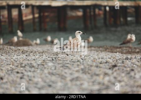 Seagulls on the seashore of the resort town Stock Photo