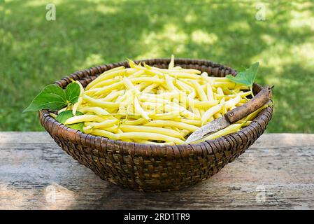Freshly plucked yellow string beans in basket, vegetable garden in summer season background Stock Photo