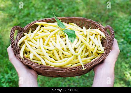 Close up of fresh plucked yellow string beans in basket in woman hands, vegetable garden in summer season background Stock Photo