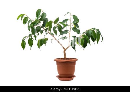Ficus benjamina in a pot isolated on white background Stock Photo