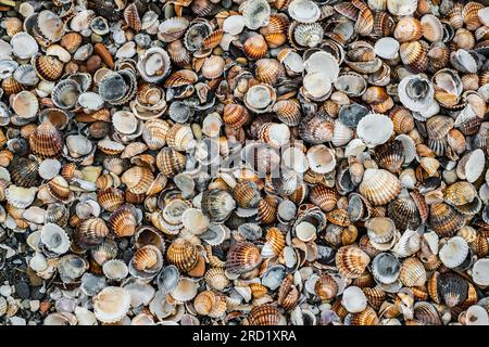 Shells of many types and sizes on the beach Stock Photo